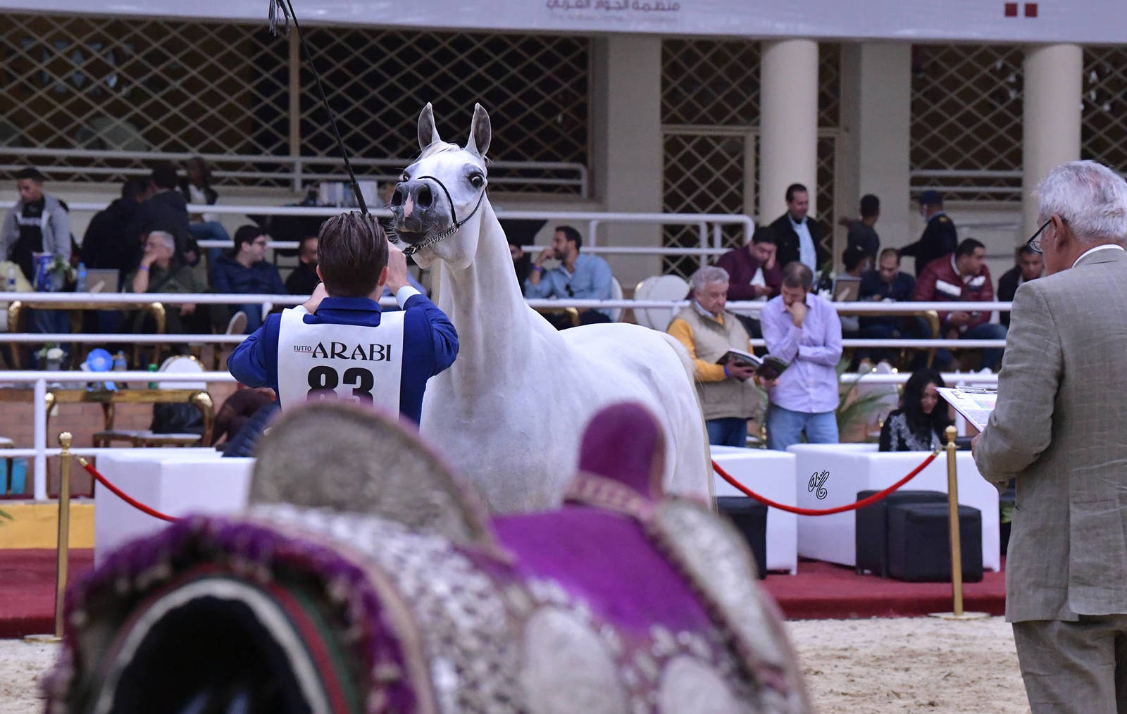 Mares 4-6 Years Old: Noran Al Zahwa 