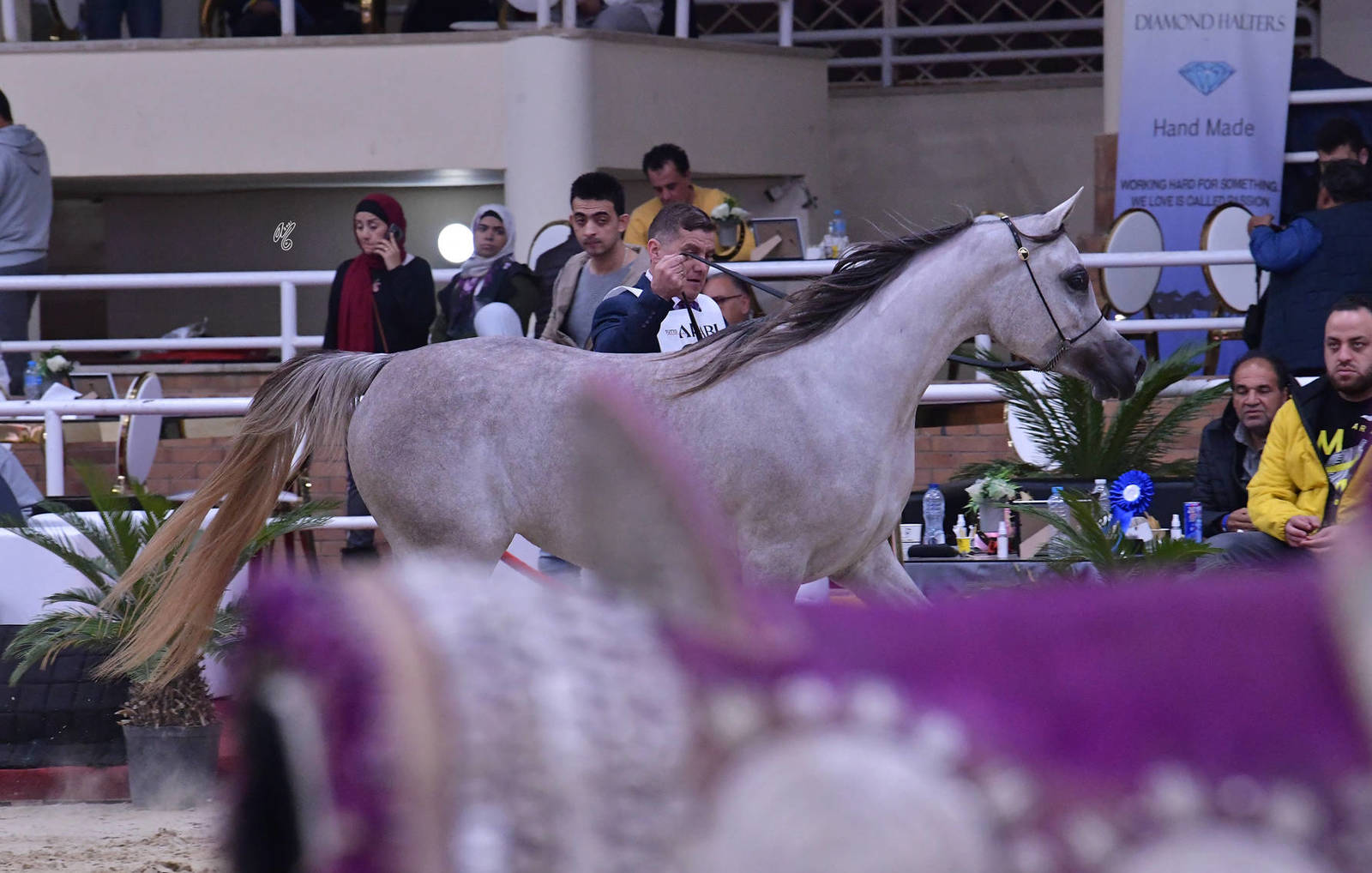 Fillies 2 Years Old: Moneera Rabab 