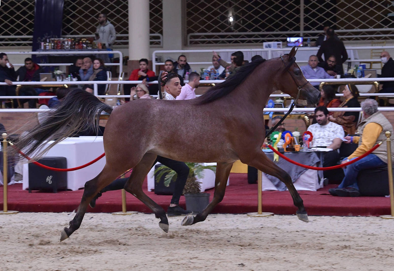 Fillies 2 Years Old: Rayah Al Abhar 