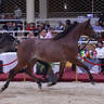 Fillies 2 Years Old: Rayah Al Abhar 