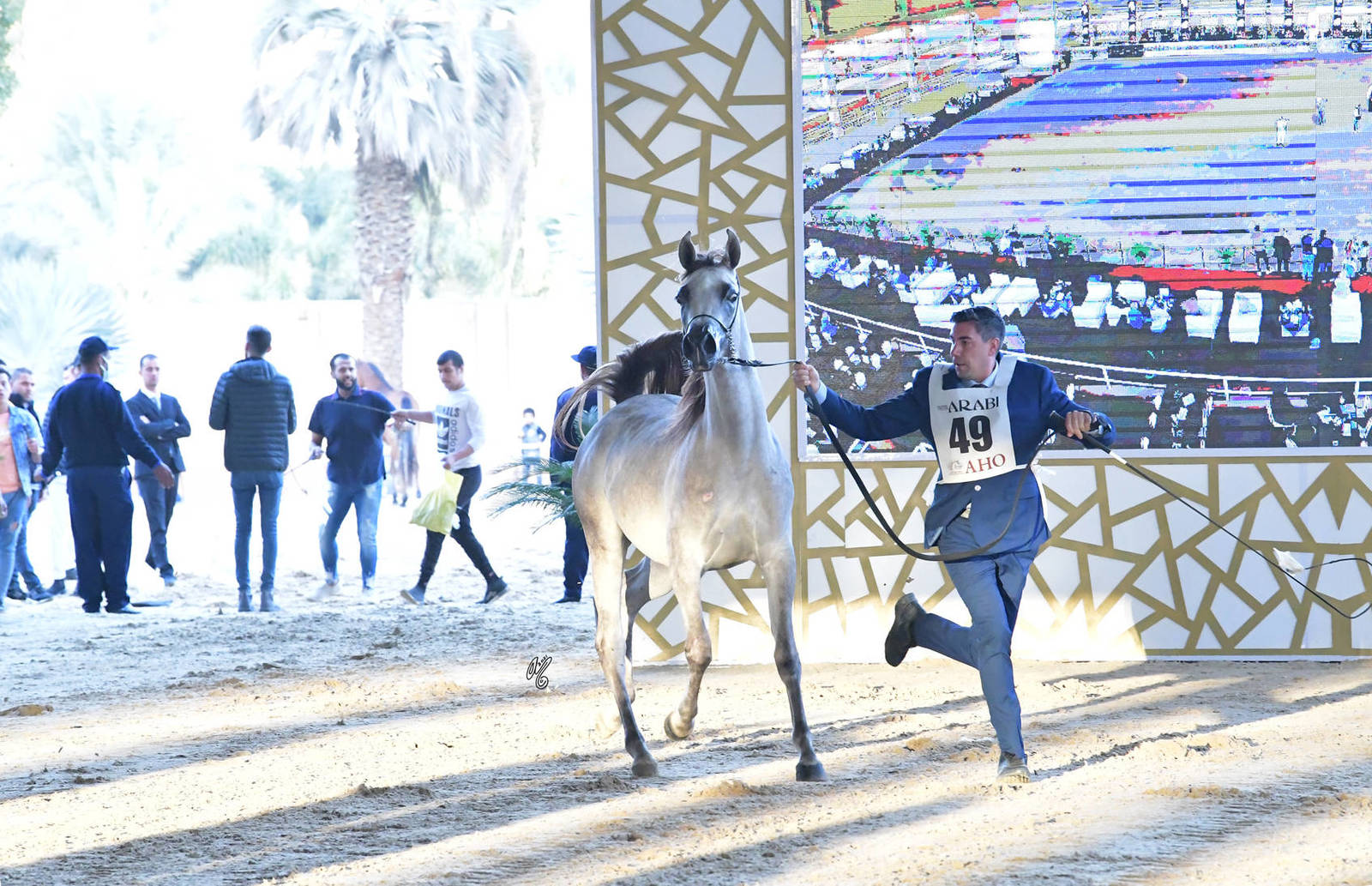 Yearling Filly: Sana Al Mamlaka