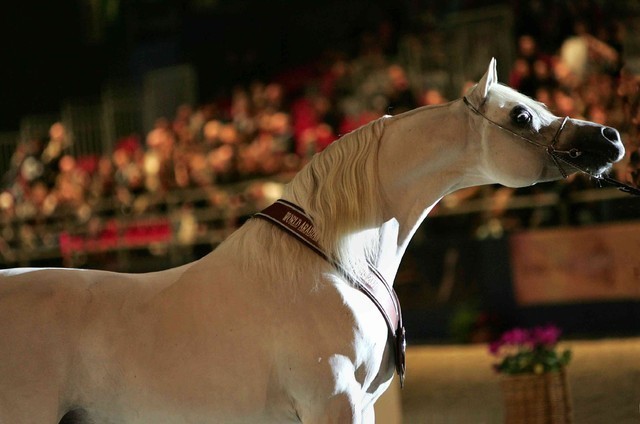 ¸Escape Ibn Navarrone D 1  15.jpg