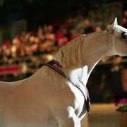 ¸Escape Ibn Navarrone D 1  15.jpg