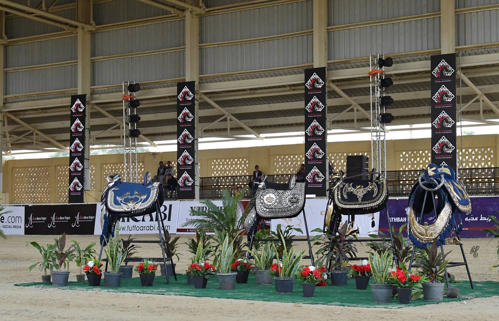 LISA ABRAHAM: The 2021 AHO Breeders' Championship in Egypt ~ PHOTO COVERAGE