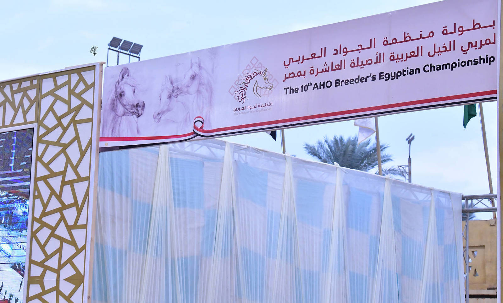 LISA ABRAHAM: The 2021 AHO Breeders' Championship in Egypt ~ PHOTO COVERAGE