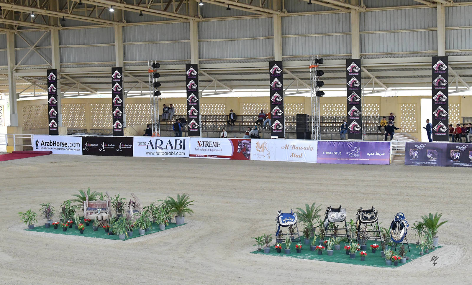 LISA ABRAHAM: The 2021 AHO Breeders' Championship in Egypt ~ PHOTO COVERAGE