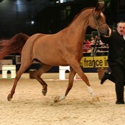 ¸Kwestura  1  17.jpg