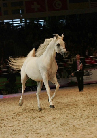 ¸Escape Ibn Navarrone D 1   28.jpg