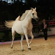 ¸Escape Ibn Navarrone D 1   28.jpg