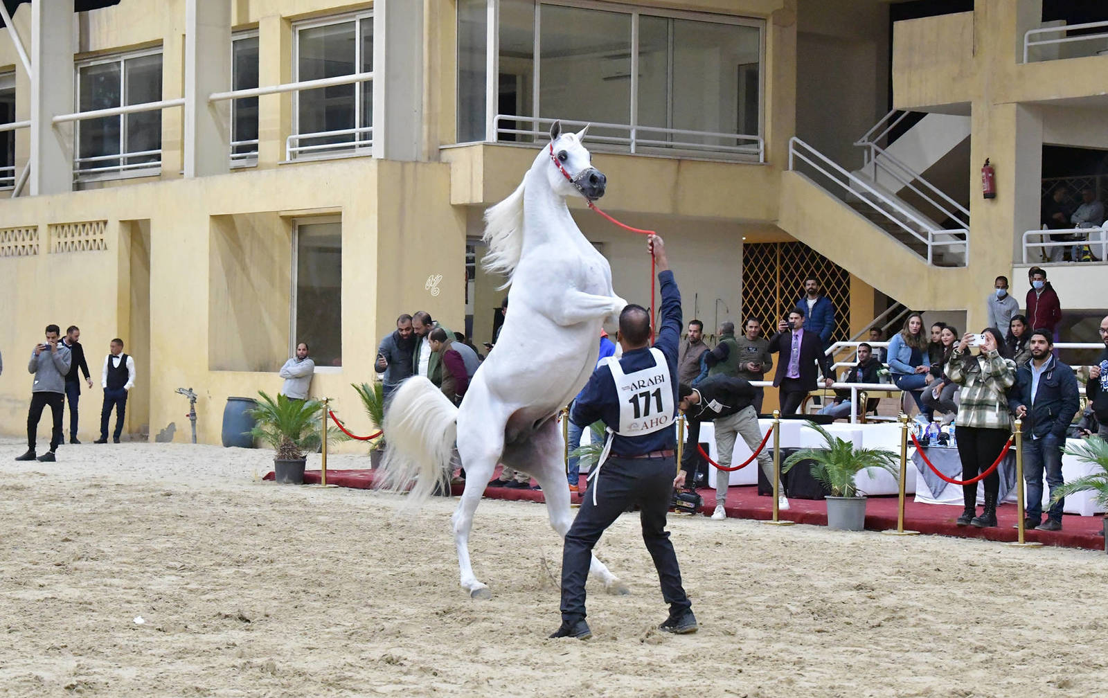 Stallion 7+ Years: Gamil Omar