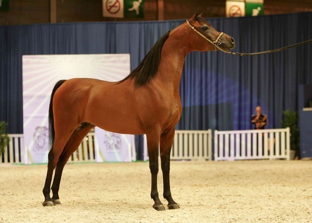 ¸Marajj 1   894.jpg