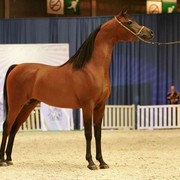 ¸Marajj 1   894.jpg