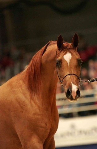 ¸Kwestura 1  68.jpg