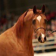 ¸Kwestura 1  68.jpg