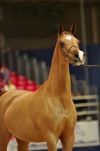 ¸Kwestura 1  28.jpg