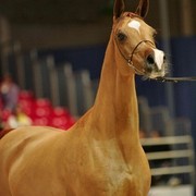 ¸Kwestura 1  28.jpg