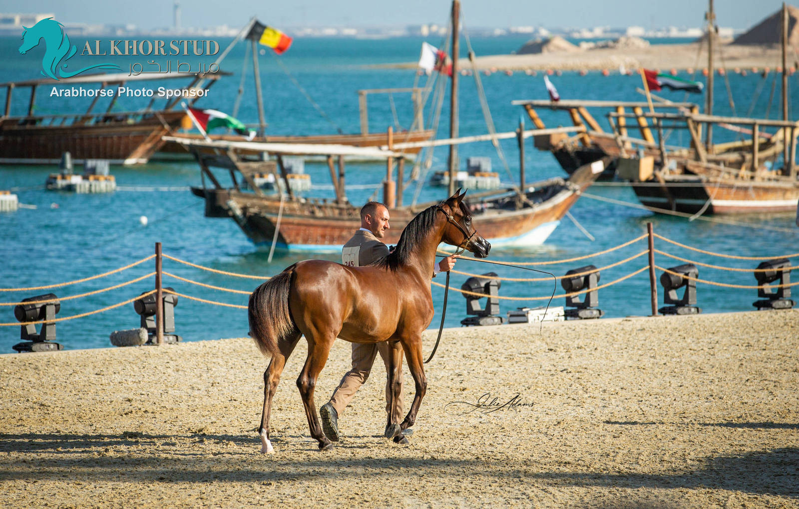 Day 1 of 2022 Katara International Arabian Horse Festival TITLE SHOW
