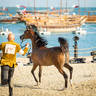 Day 1 of 2022 Katara International Arabian Horse Festival TITLE SHOW