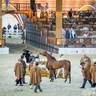 Day 1 of 2022 Katara International Arabian Horse Festival TITLE SHOW