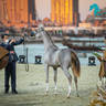 Day 1 of 2022 Katara International Arabian Horse Festival TITLE SHOW