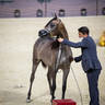 Day 1 of 2022 Katara International Arabian Horse Festival TITLE SHOW