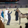 Day 1 of 2022 Katara International Arabian Horse Festival TITLE SHOW