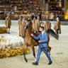 Day 1 of 2022 Katara International Arabian Horse Festival TITLE SHOW
