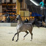 Day 1 of 2022 Katara International Arabian Horse Festival TITLE SHOW