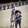 Day 1 of 2022 Katara International Arabian Horse Festival TITLE SHOW