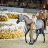 Day 1 of 2022 Katara International Arabian Horse Festival TITLE SHOW