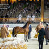 Day 1 of 2022 Katara International Arabian Horse Festival TITLE SHOW