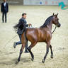 Day 1 of 2022 Katara International Arabian Horse Festival TITLE SHOW