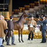 Day 1 of 2022 Katara International Arabian Horse Festival TITLE SHOW