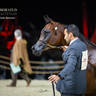Day 1 of 2022 Katara International Arabian Horse Festival TITLE SHOW