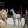 Day 1 of 2022 Katara International Arabian Horse Festival TITLE SHOW