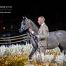 Day 1 of 2022 Katara International Arabian Horse Festival TITLE SHOW