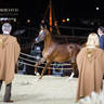Day 1 of 2022 Katara International Arabian Horse Festival TITLE SHOW