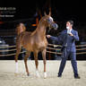 Day 1 of 2022 Katara International Arabian Horse Festival TITLE SHOW