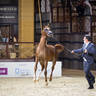 Day 1 of 2022 Katara International Arabian Horse Festival TITLE SHOW