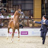 Day 1 of 2022 Katara International Arabian Horse Festival TITLE SHOW