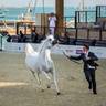 DAY 3 OF 2022 KATARA INTERNATIONAL ARABIAN HORSE FESTIVAL TITLE SHOW