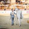 DAY 3 OF 2022 KATARA INTERNATIONAL ARABIAN HORSE FESTIVAL TITLE SHOW
