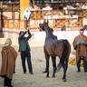 DAY 3 OF 2022 KATARA INTERNATIONAL ARABIAN HORSE FESTIVAL TITLE SHOW