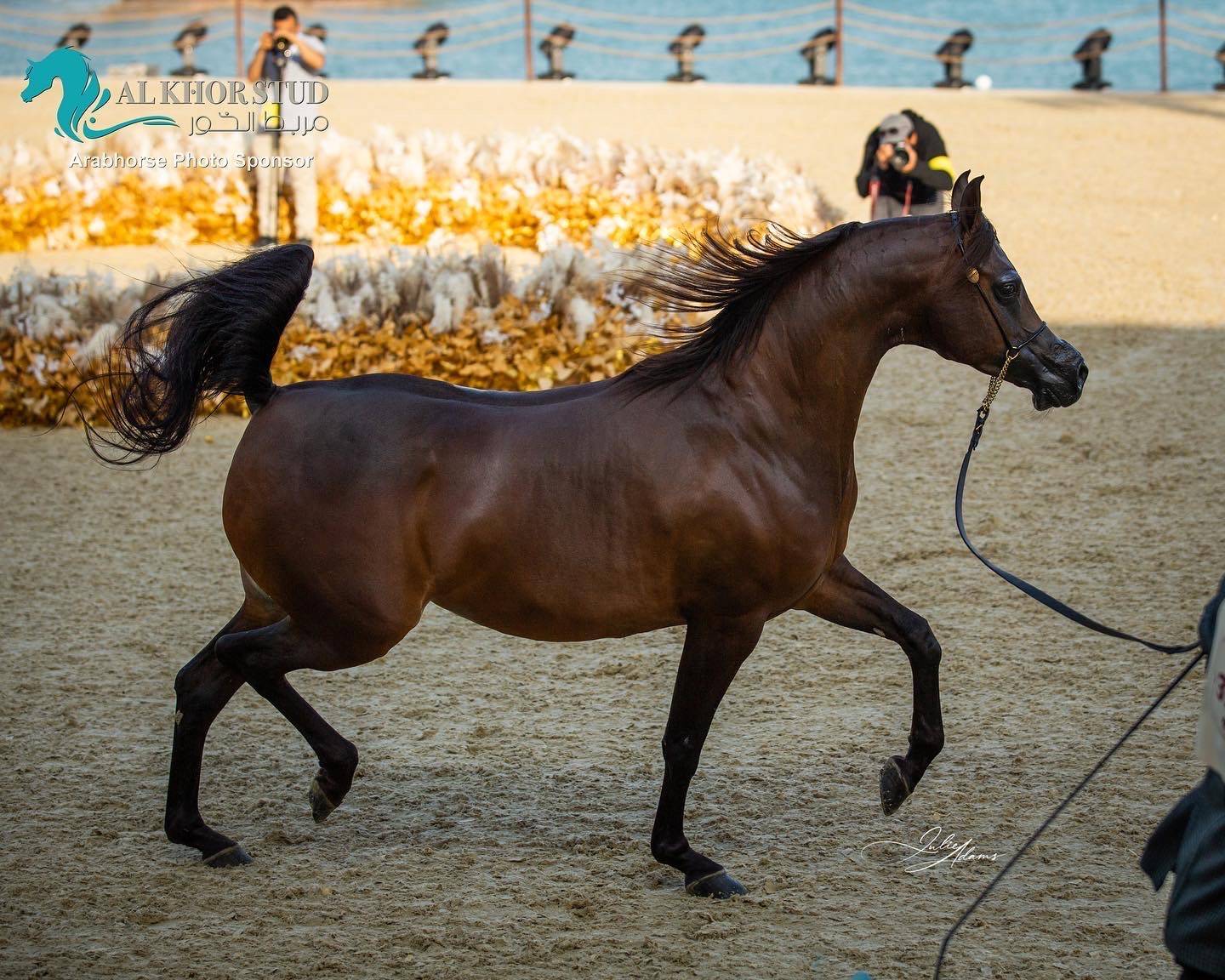 DAY 3 OF 2022 KATARA INTERNATIONAL ARABIAN HORSE FESTIVAL TITLE SHOW