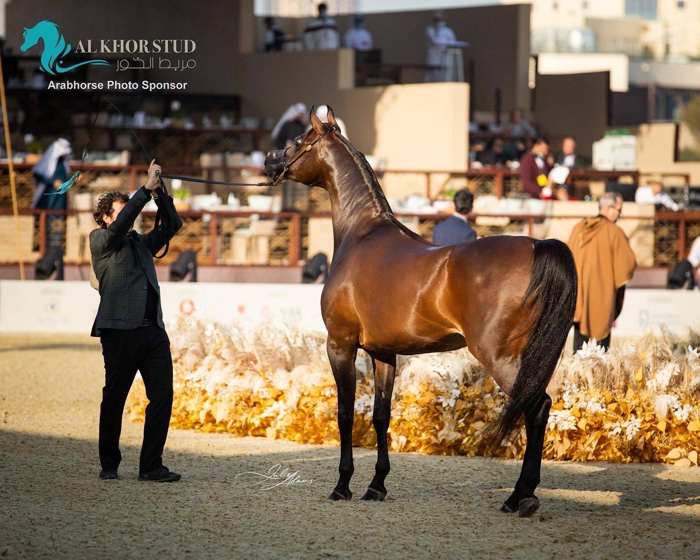 DAY 3 OF 2022 KATARA INTERNATIONAL ARABIAN HORSE FESTIVAL TITLE SHOW