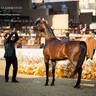 DAY 3 OF 2022 KATARA INTERNATIONAL ARABIAN HORSE FESTIVAL TITLE SHOW