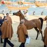 DAY 3 OF 2022 KATARA INTERNATIONAL ARABIAN HORSE FESTIVAL TITLE SHOW