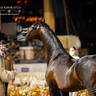 DAY 3 OF 2022 KATARA INTERNATIONAL ARABIAN HORSE FESTIVAL TITLE SHOW