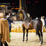 DAY 3 OF 2022 KATARA INTERNATIONAL ARABIAN HORSE FESTIVAL TITLE SHOW
