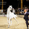 DAY 3 OF 2022 KATARA INTERNATIONAL ARABIAN HORSE FESTIVAL TITLE SHOW
